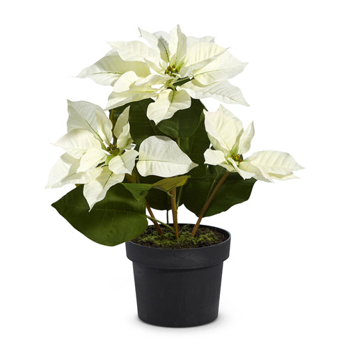 Classic Potted White Poinsettia