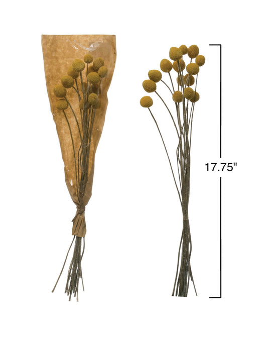 Dried Natural Craspedia Bunch - Yellow