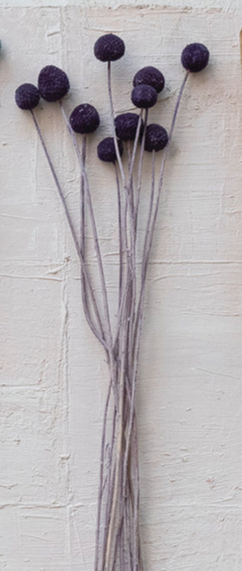 Dried Natural Craspedia Bunch - Purple