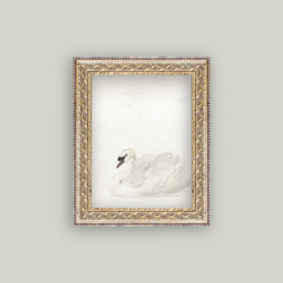 Swan Framed Antique Art Print