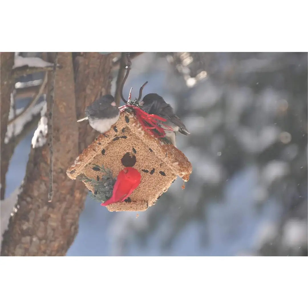 Wren Casita Bird Seed Feeder