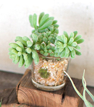Faux Succulent Plant in Glass Container #4
