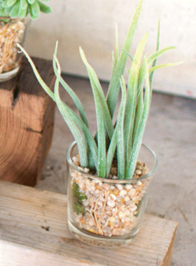 Load image into Gallery viewer, Faux Succulent Plant in Glass Container #5

