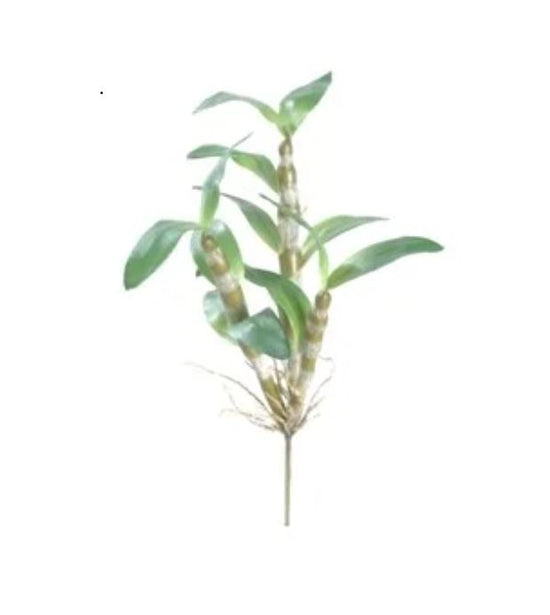 Dendrobium Sprig