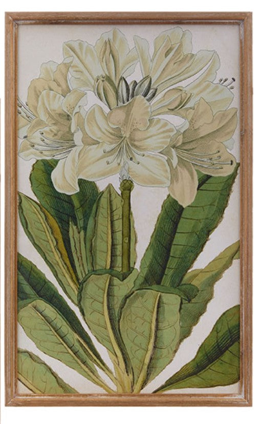 Framed Floral Print - Amaryllis